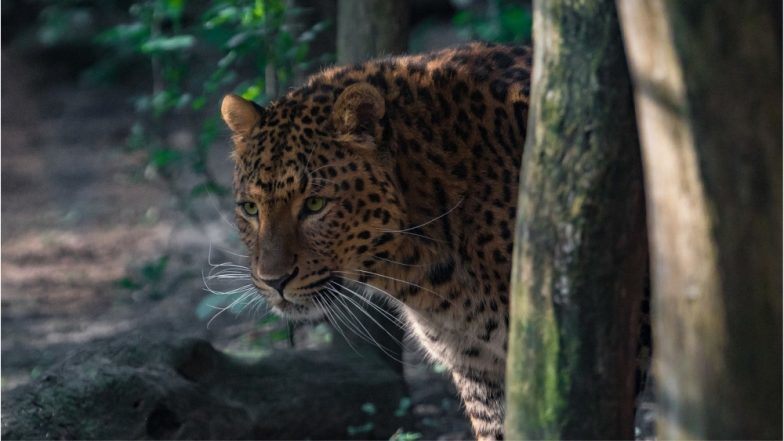 leopard-carcass-with-two-paws-cut-off-found-at-gondia-in-maharashtra-latestly.jpg